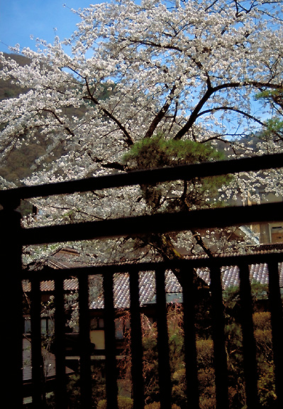 sakura view