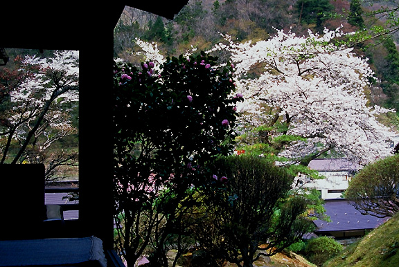 sakura view