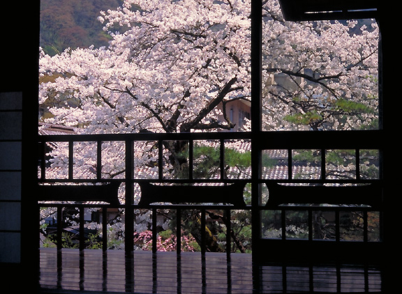 sakura view