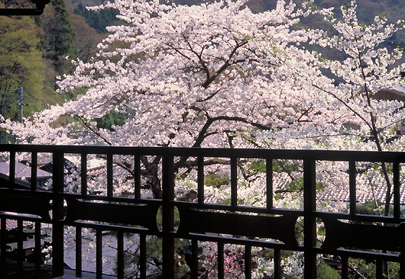 sakura view