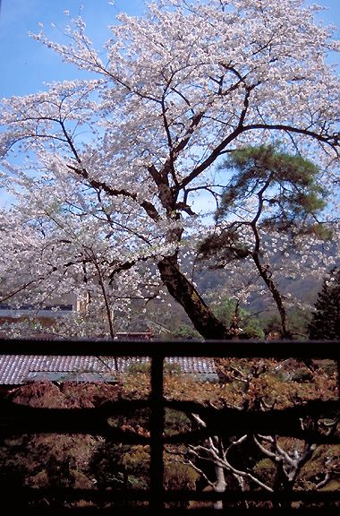 sakura view