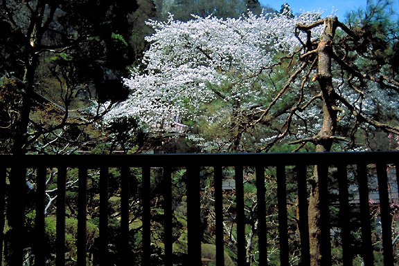 sakura
