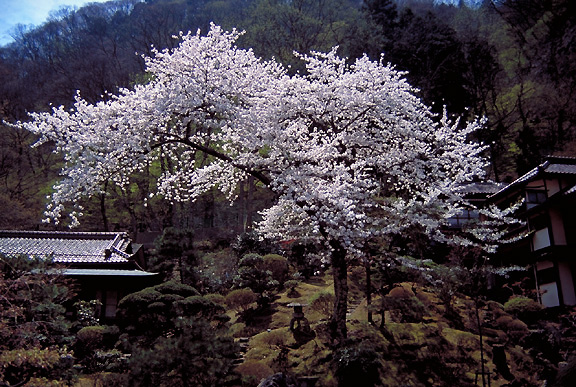 sakura view