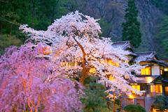 会津東山温泉 向瀧 満開の夜桜