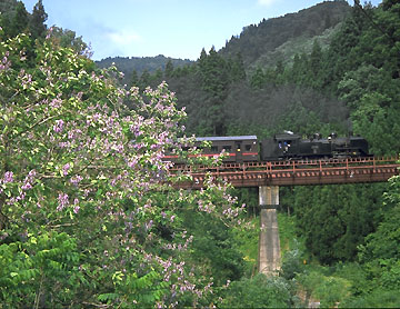 桐の花