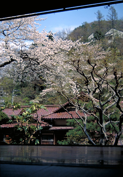 sakura