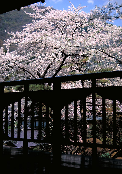 かきつの間からの桜