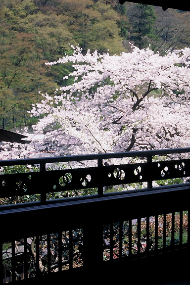 sakura view