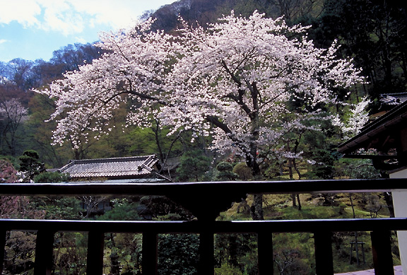sakura view