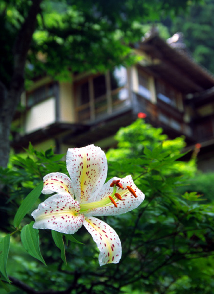 �΂��o�b�N�Ƀ��}����
