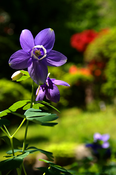 �I�_�}�L�Əo�́X�Ƃ�