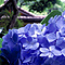 025ajisai_i.jpg