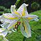 20050717yamayuri002_i.jpg