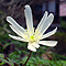 20060415ichirinso0743_i.jpg