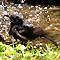 20060612kawagarasu0426_i.jpg