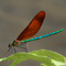 20060612kawatombo0442_i.jpg