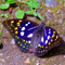 20070708omurasaki3996_i.jpg