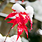 20081120momiji_snow1639_i.jpg