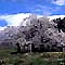 931ishibe_i.jpg