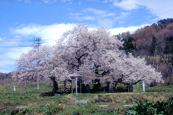 田園の中・石部桜（会津五桜）