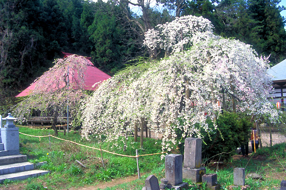 杉村薬師堂・杉の糸桜（会津五桜）