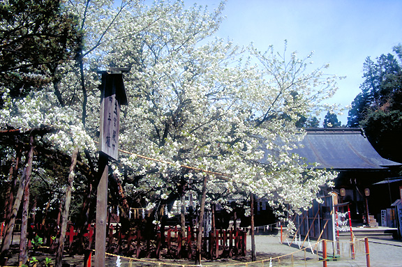 伊佐須美神社・薄墨桜（会津五桜）