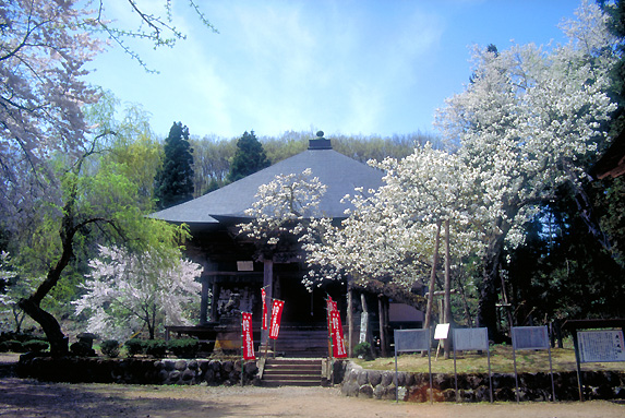 法用寺・虎の尾桜（会津五桜）