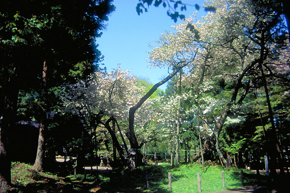 磐椅神社・大鹿桜（会津五桜）