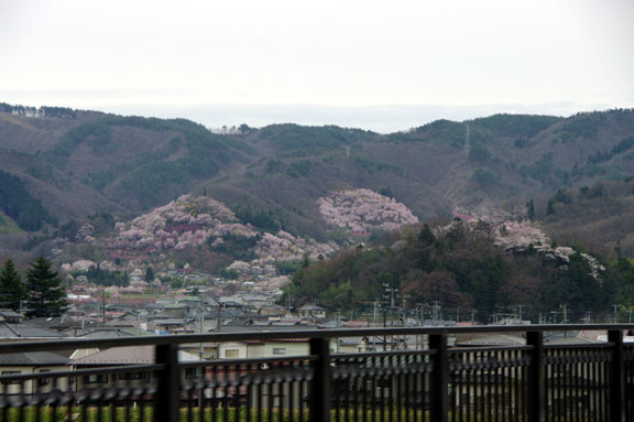 福島市　花見山公園　会津の写真館