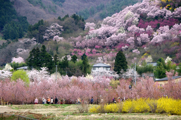 福島市　花見山公園　会津の写真館