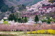 福島市　花見山公園　会津の写真館