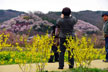 福島市　花見山公園　会津の写真館