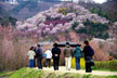 福島市　花見山公園　会津の写真館