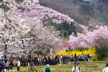 福島市　花見山公園　会津の写真館