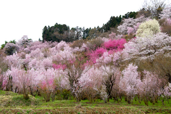 福島市　花見山公園　会津の写真館