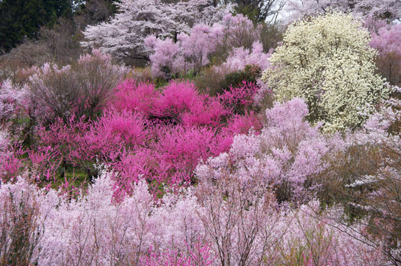 福島市　花見山公園　会津の写真館