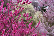 福島市　花見山公園　会津の写真館