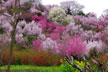 福島市　花見山公園　会津の写真館