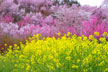 福島市　花見山公園　会津の写真館