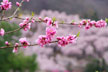 福島市　花見山公園　会津の写真館