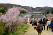 福島市　花見山公園　会津の写真館