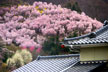 福島市　花見山公園　会津の写真館