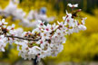 福島市　花見山公園　会津の写真館