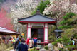 福島市　花見山公園　会津の写真館