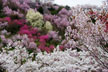 福島市　花見山公園　会津の写真館