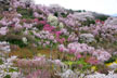 福島市　花見山公園　会津の写真館