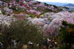 福島市　花見山公園　会津の写真館