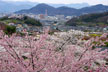 福島市　花見山公園　会津の写真館