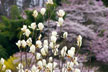 福島市　花見山公園　会津の写真館