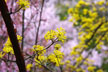 福島市　花見山公園　会津の写真館